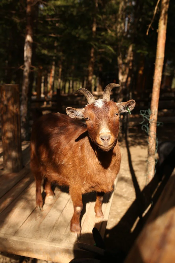 Kopyya jpg - Phoenix Wildpark, фото 3