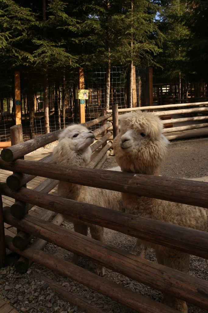 Kopyya jpg - Phoenix Wildpark